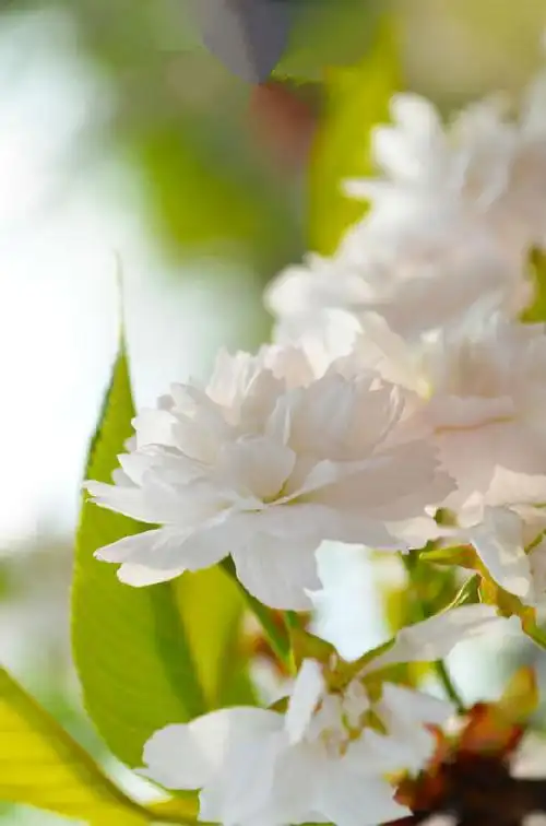 识芳寻踪之荼蘼花事未了