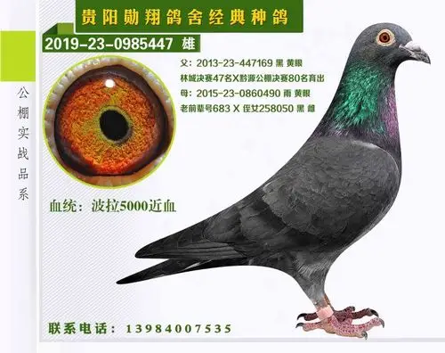 波拉5000_勋翔鸽舍(波拉传承)_ ag188.com爱鸽商城_中信网