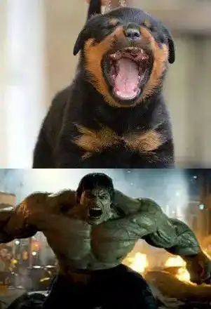 两个浩克向你怒吼,怕了吗