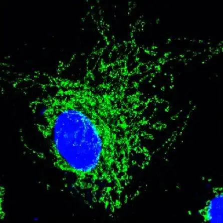 免疫荧光分享一些线粒体