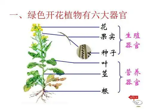 三年级科学根茎叶花果实种子手抄报 三年级科学手抄报