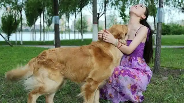 为什么单身女孩都喜欢养狗,特别是大型犬,说出来你可能不信!