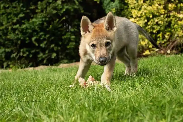 小可爱捷克狼犬