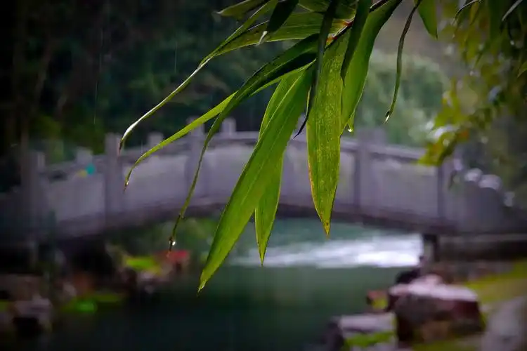 《竹林听雨》