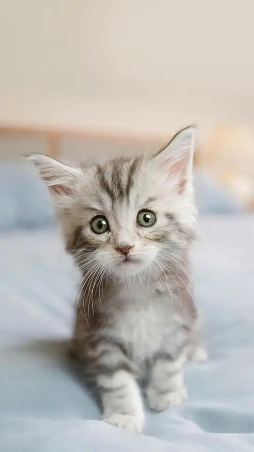 可爱猫咪的无辜表情