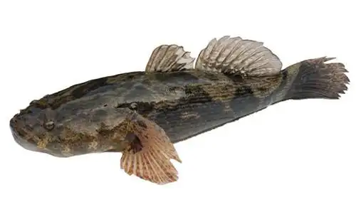 笋壳鱼是一种优质的淡水鱼,是尖塘鳢属的尖塘鳢鱼,在虾虎鱼种体型是