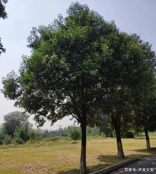 大叶女贞芳香四溢-李国锦-开平朗诵