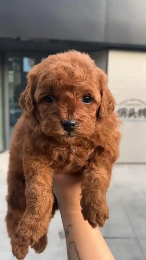 肉乎乎好养活 小体型#领养狗狗  #长沙  #小奶狗  #小体泰迪