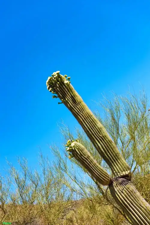 巨型仙人掌(saguaro)国家公园