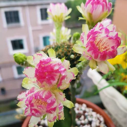 稀有实生粉荷花bit仙人球 角接黄金荷花丽花属开花美多肉植物盆栽