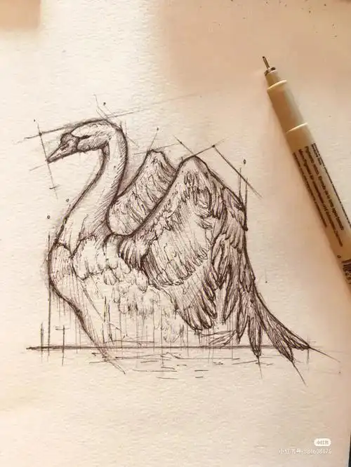 日常临摹天鹅
