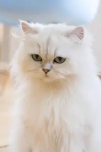 白色波斯猫图片