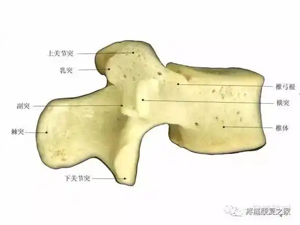 回顾最新详细的腰椎间孔解剖腰椎微创手术必备知识点