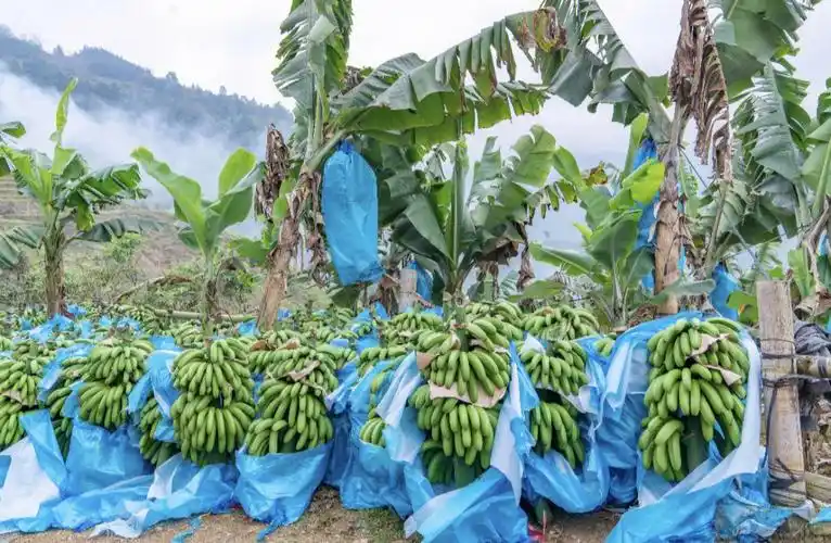 家乡的香蕉可以摘了