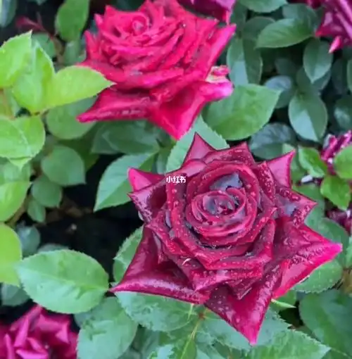 德国进口名贵月季黑夫人