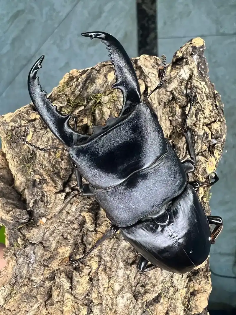 巴拉望巨扁(d. t. palawanicus - 抖音