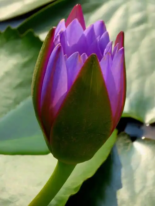 紫色睡莲比较罕见,非常抢眼,花语:梦幻,纯洁,好运|睡莲|紫色|花语_新