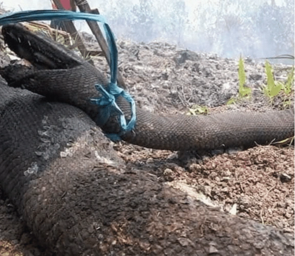 印尼森林大火将一切化为乌有,10米超级巨蟒被烧焦,专家:难逃厄运!