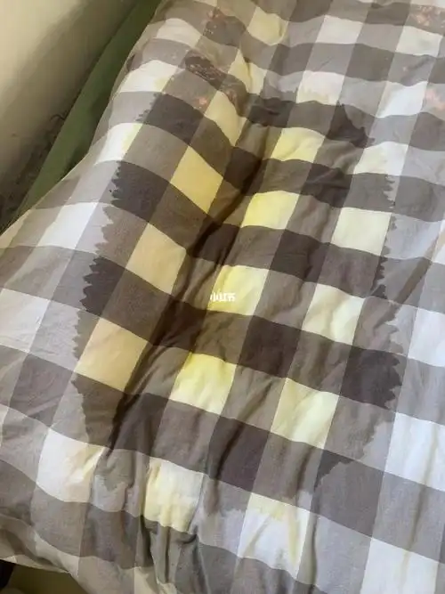 柴犬突然开始尿床