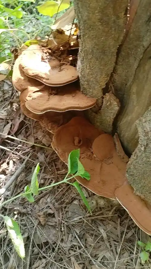 野生灵芝,大自然的馈赠