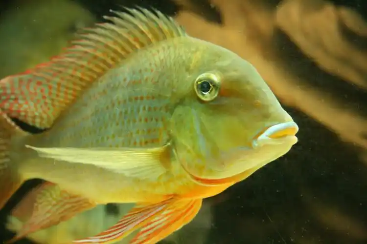 国外鱼友养的红头关刀(漂亮!