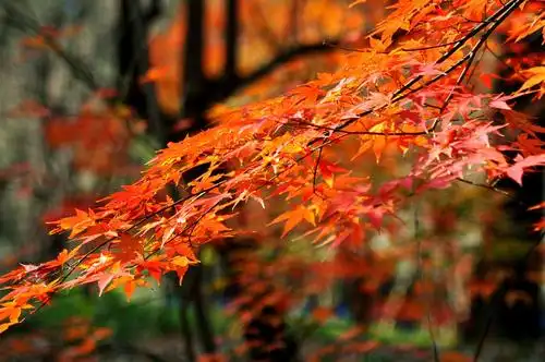秋天是思念的季节