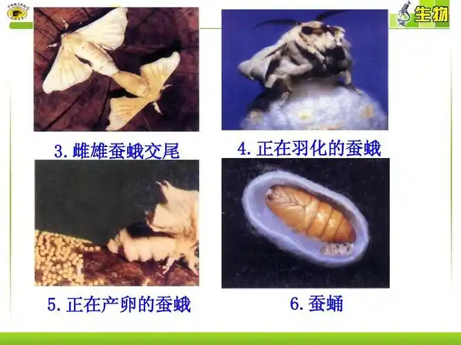 八年级生物下册_第七单元_第一章_第二节_昆虫的生殖和发育_人教版ppt