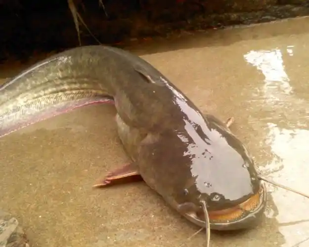 活饵钓鲶鱼的钓点选择和垂钓技巧