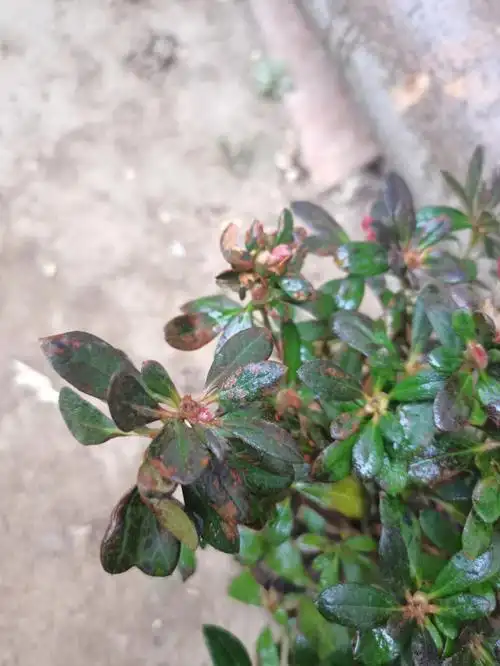 杜鹃黑黄褐色是什么原因