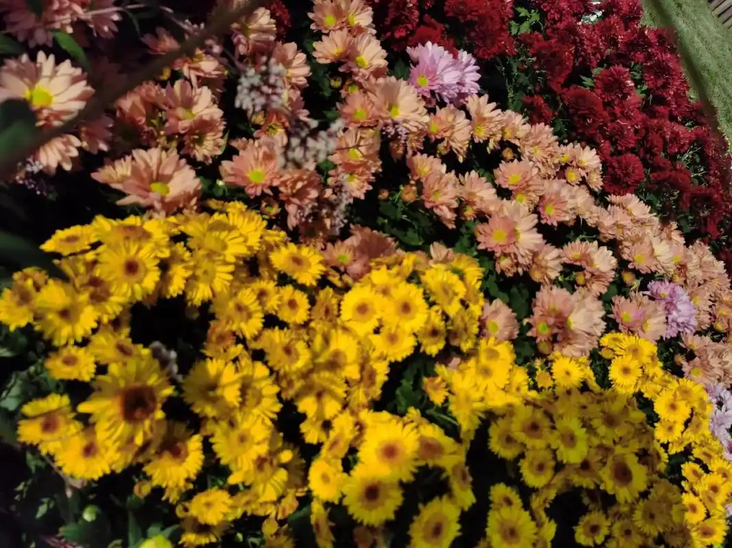 凤凰花海.94here～{凤凰花海} 门票:学生票20,成人 - 抖音