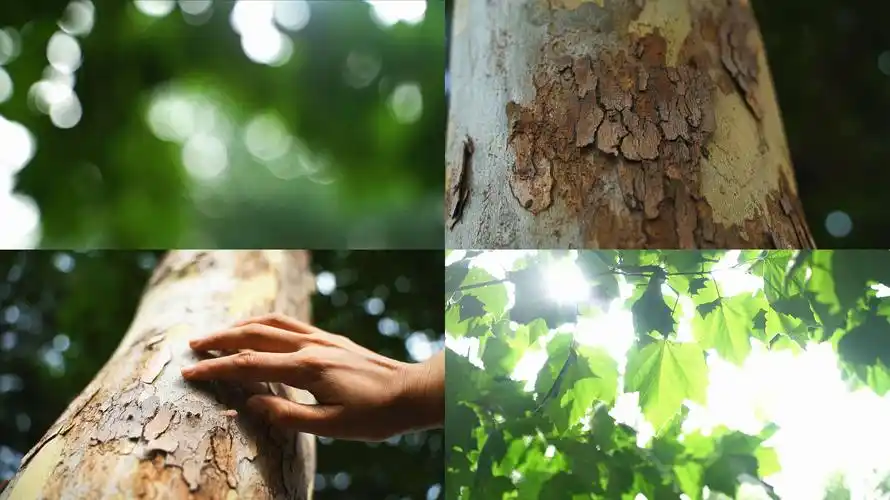 原创阳光文艺触摸感受大自然梧桐树