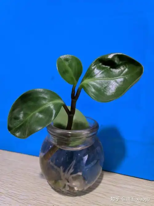 圆叶椒草 - 知乎