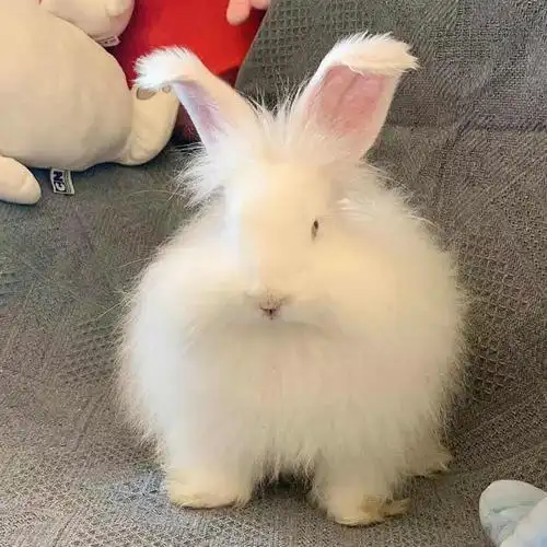 巨型彩色安哥拉巨兔活体盖脸道奇猫猫宠物兔子兔