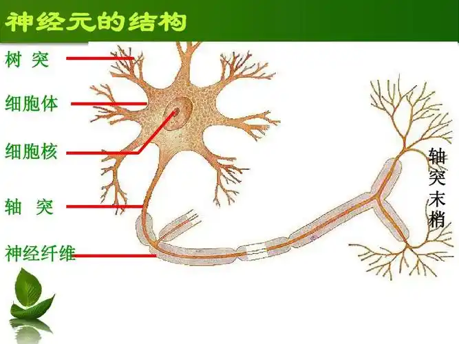 神经元的结构 树 突 细胞体 细胞核 轴 突 神经纤维 轴 突 末 梢