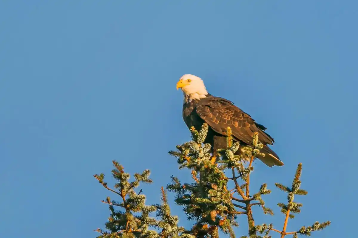 白头海雕.#野生鸟类摄影 #爱护大自然保护野生动物  - 抖音