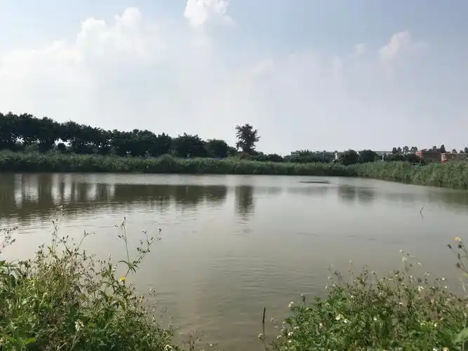 广州市番禺区沙北村32亩鱼塘出租(位置好,水源好,土质好) - 广东农业