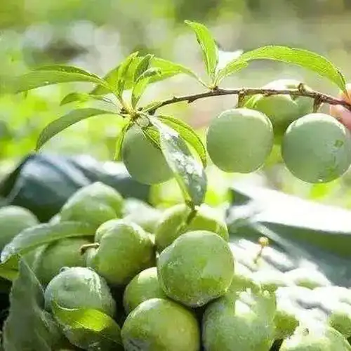 贵州黎平晚熟青脆李苗-晚熟青脆李苗裁种视频-晚熟青脆李苗几月成熟