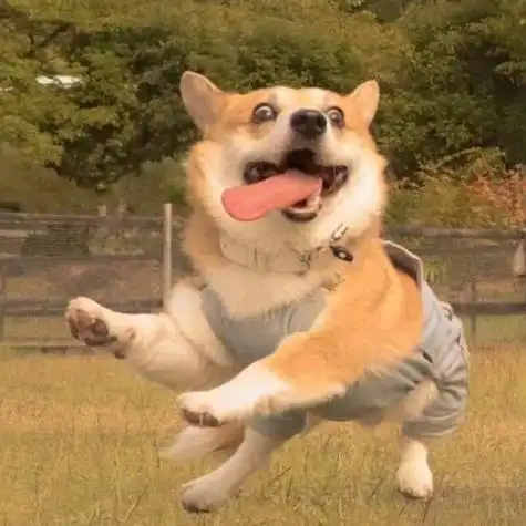 动物搞笑头像社会