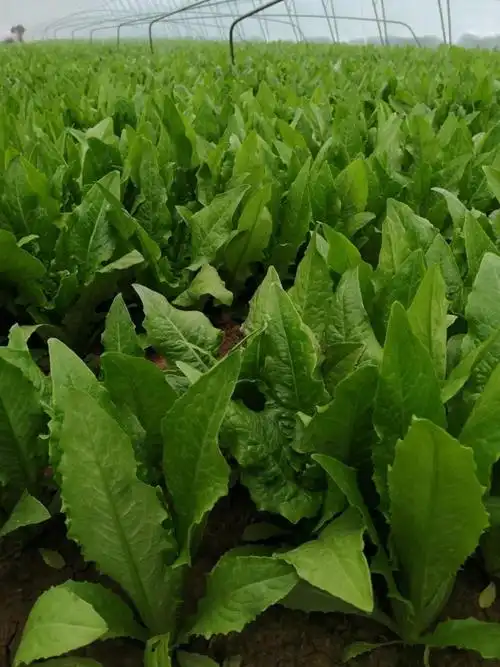 油麦菜5斤叶菜类新鲜农家有机蔬菜 油麦菜生菜苦麦菜青菜净菜