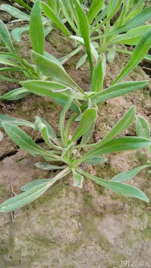 【九月】 小小面条菜~~~_农人文苑_191农资人 - 农技社区服务平台