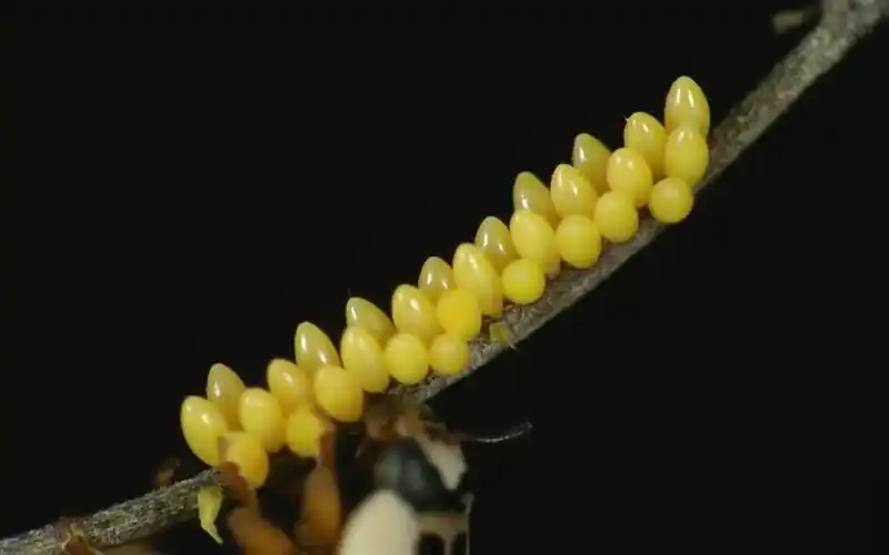 瓢虫的一生从卵到成虫