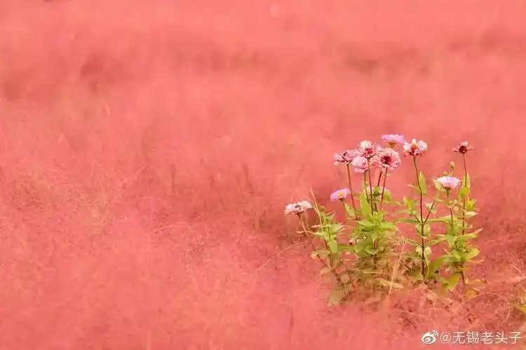 美到炸裂无锡这片粉色花海刷爆朋友圈请文明观赏