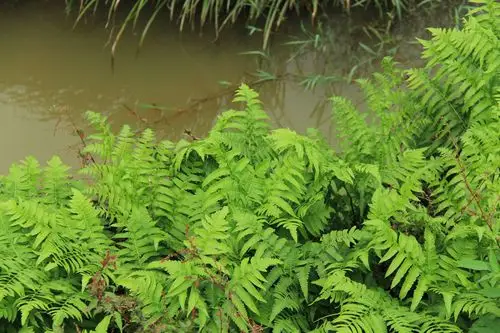 庆元植物1236-蹄盖蕨科-双盖蕨属-食用双盖蕨