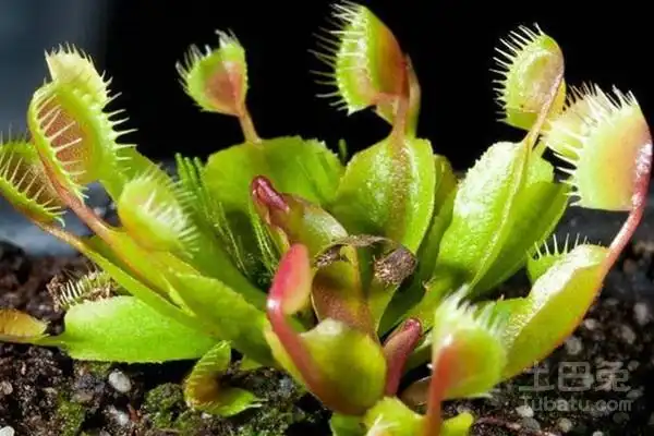 食肉植物种类介绍