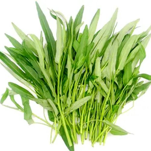 【花语笙默袋】【花语笙默】柳叶空心菜种子室内外阳台盆栽地栽蔬菜