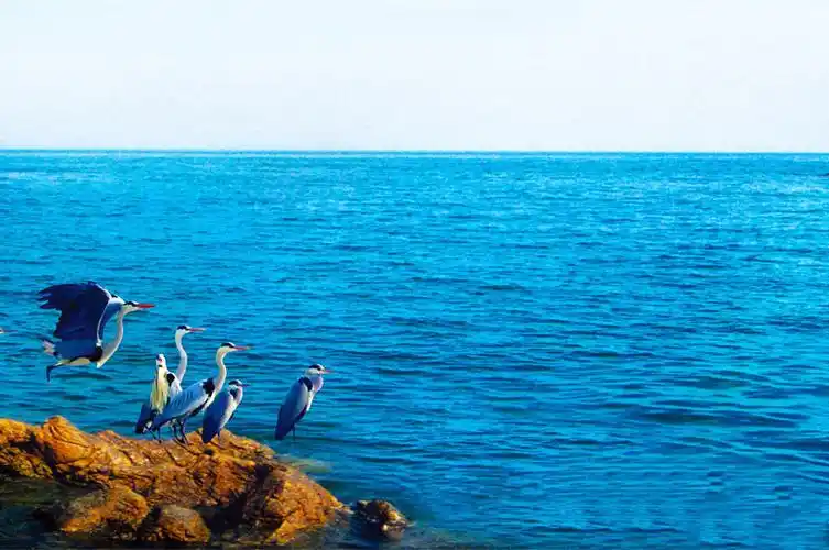 新研究揭示:北太平洋生态变化原因