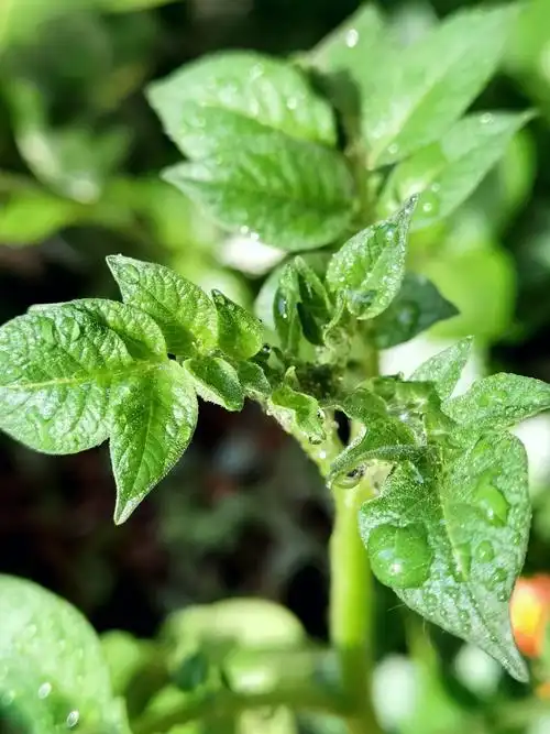 我是土豆苗,认识一下