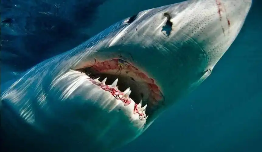 恐怖的大白鲨