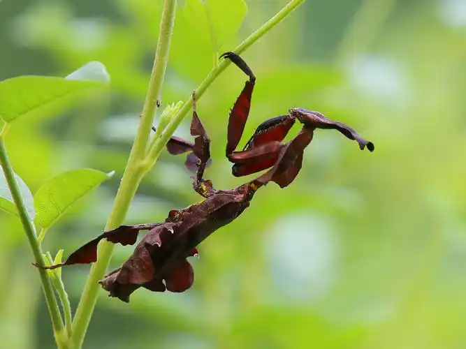 昆虫:眼斑螳螂,刺花螳螂和幽灵螳螂