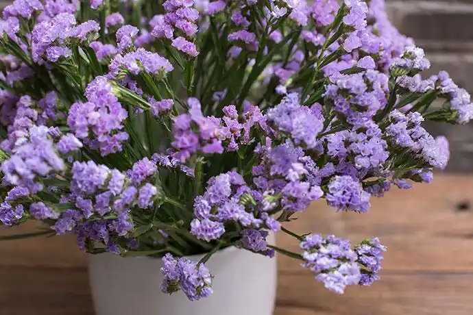 勿忘我的花语和含义是什么